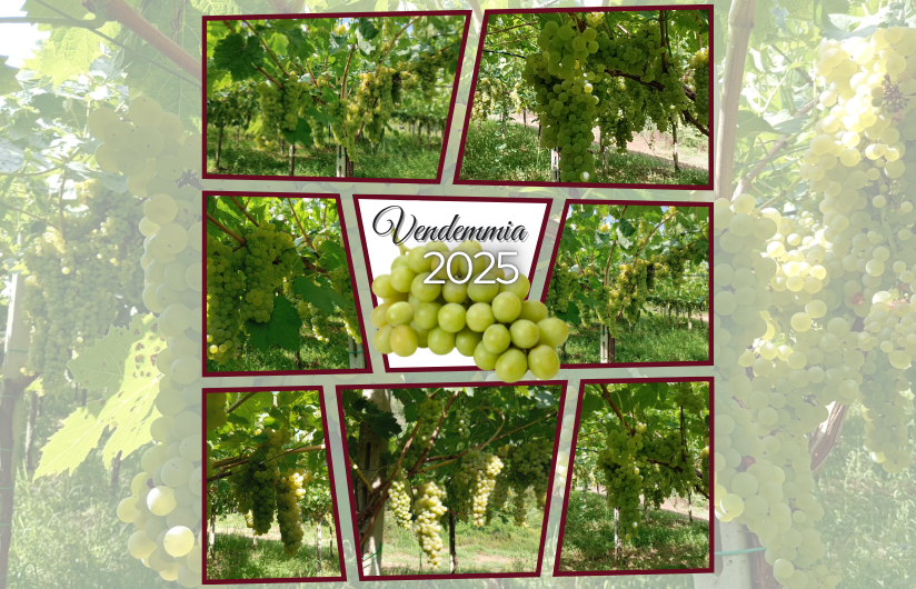 Vendemmia
